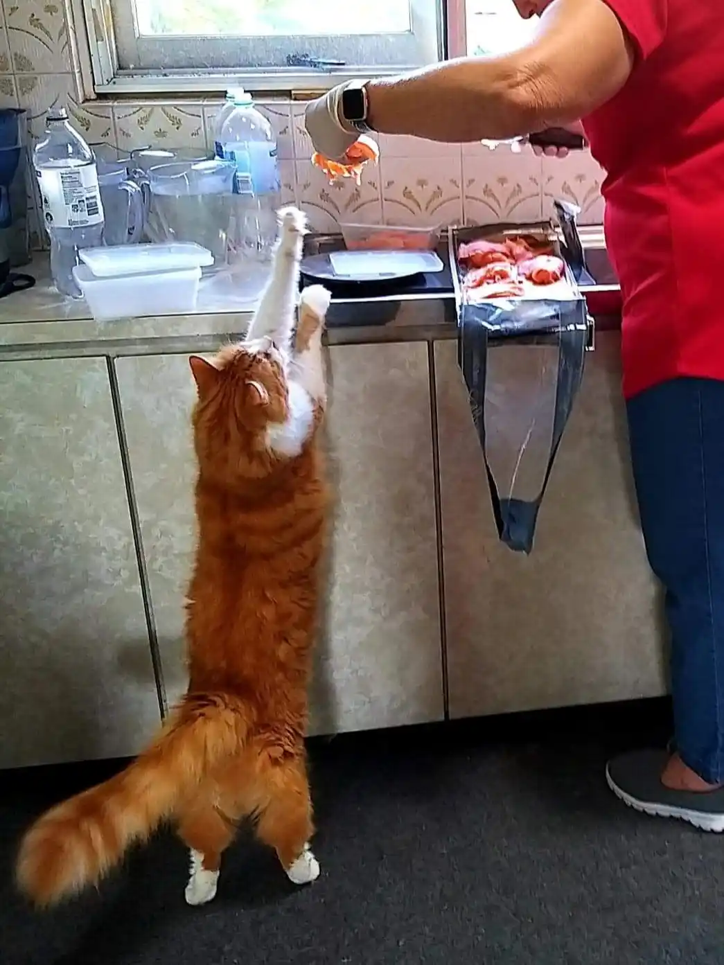 Tallboi's Craving for Smoked Salmon