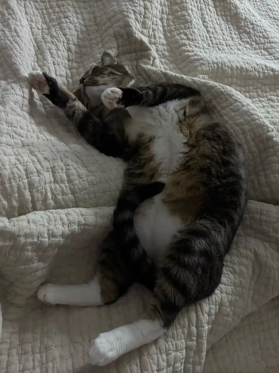 A tabby cat with white paws and belly is lying on its back on a textured white quilt, legs splayed and paws up, appearing…
