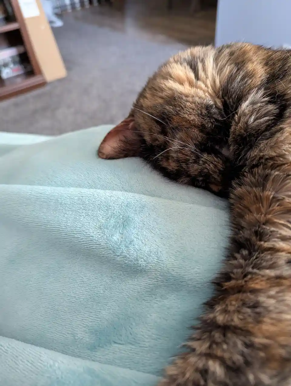 A tortoiseshell cat is curled up and sleeping soundly on a light blue blanket, its head tucked in and eyes closed. The…