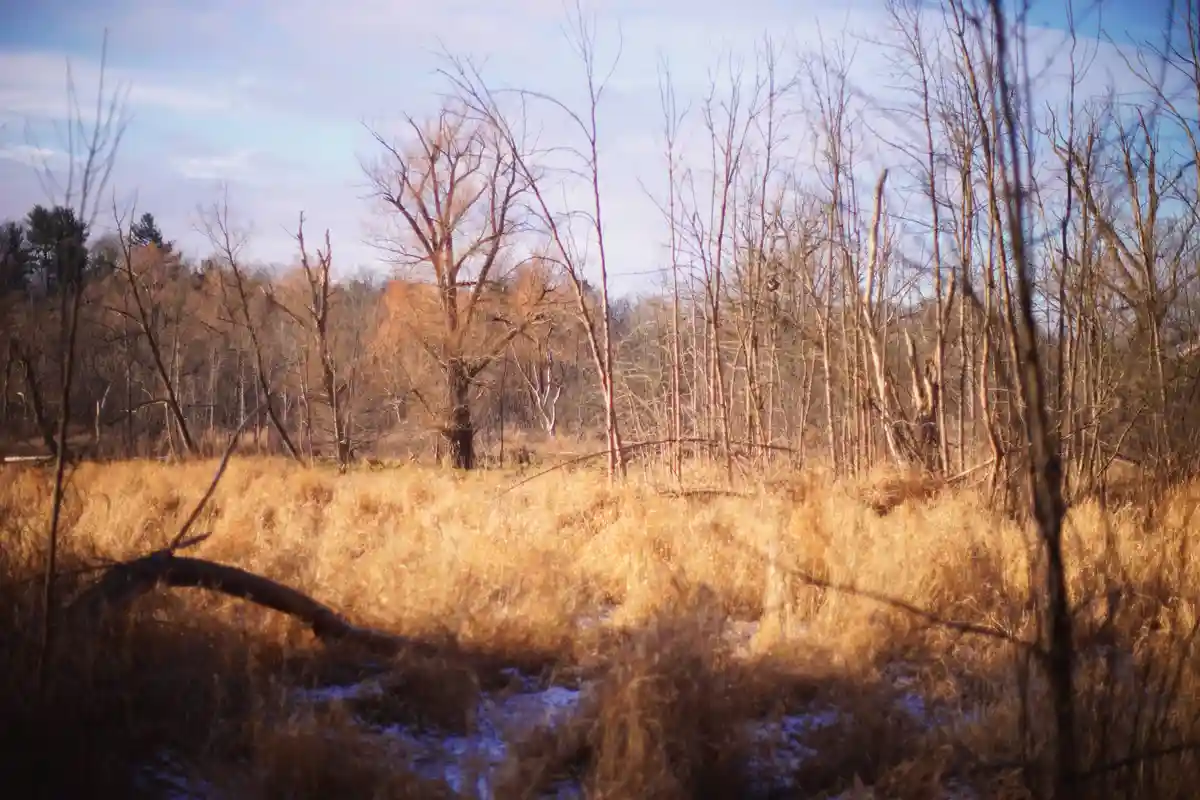 A winter landscape with bare trees and golden-brown grass under a pale sky, with patches of snow visible on the ground…