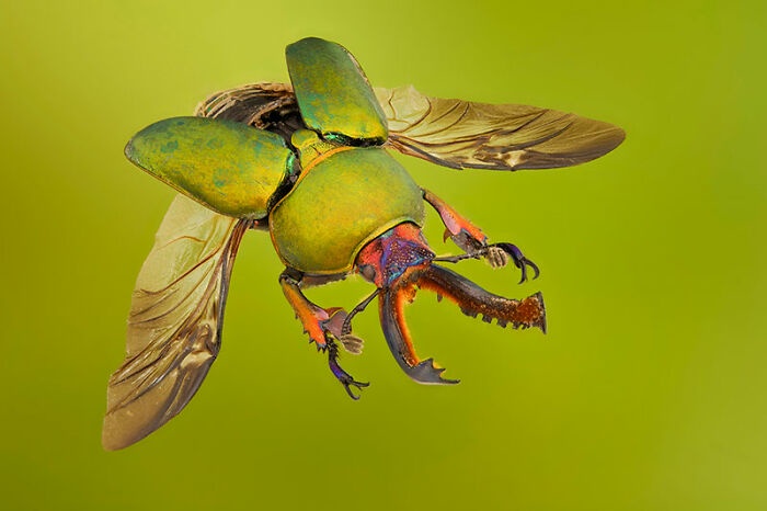 a close-up photograph of a vibrant green beetle, possibly a rhinoceros beetle, captured mid-flight against a solid green…