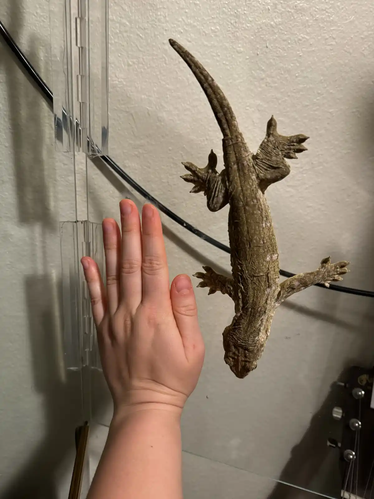 A person's hand is pressed against a glass surface, with a large gecko clinging to the wall behind it, appearing to be the…