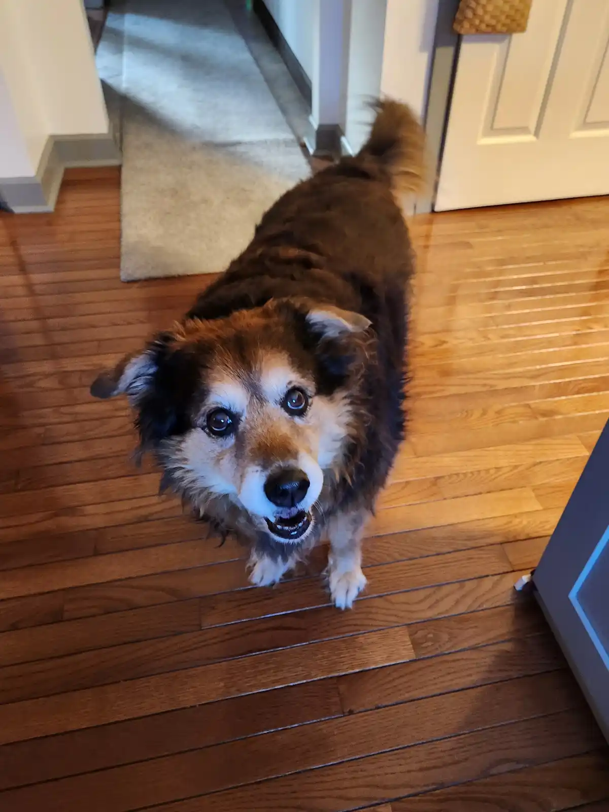A brown and white dog with wide, pleading eyes and a slightly open mouth stands on a hardwood floor looking up at the…