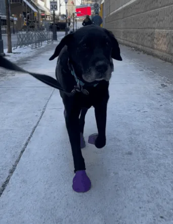 A black dog wearing purple booties walks on a snowy sidewalk in six sequential panels, showing its progression from walking…