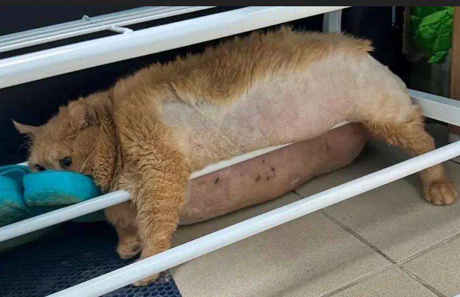 a ginger cat with a shaved belly is stretched out under a white shelf, its body appearing very round and plump, with a…
