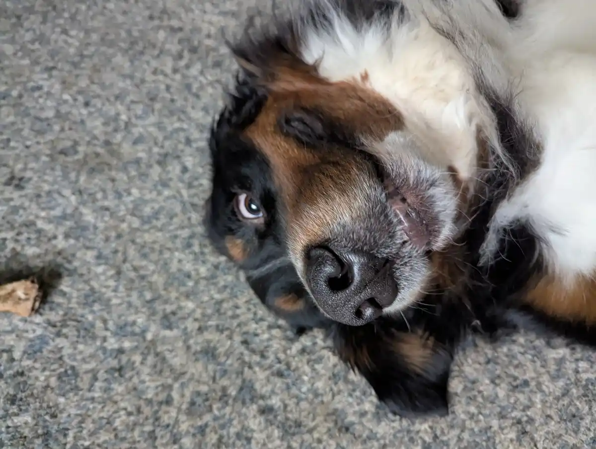 A close-up photo of a tricolor dog (black, white, and brown fur) lying on its back on a speckled gray pavement, looking up…