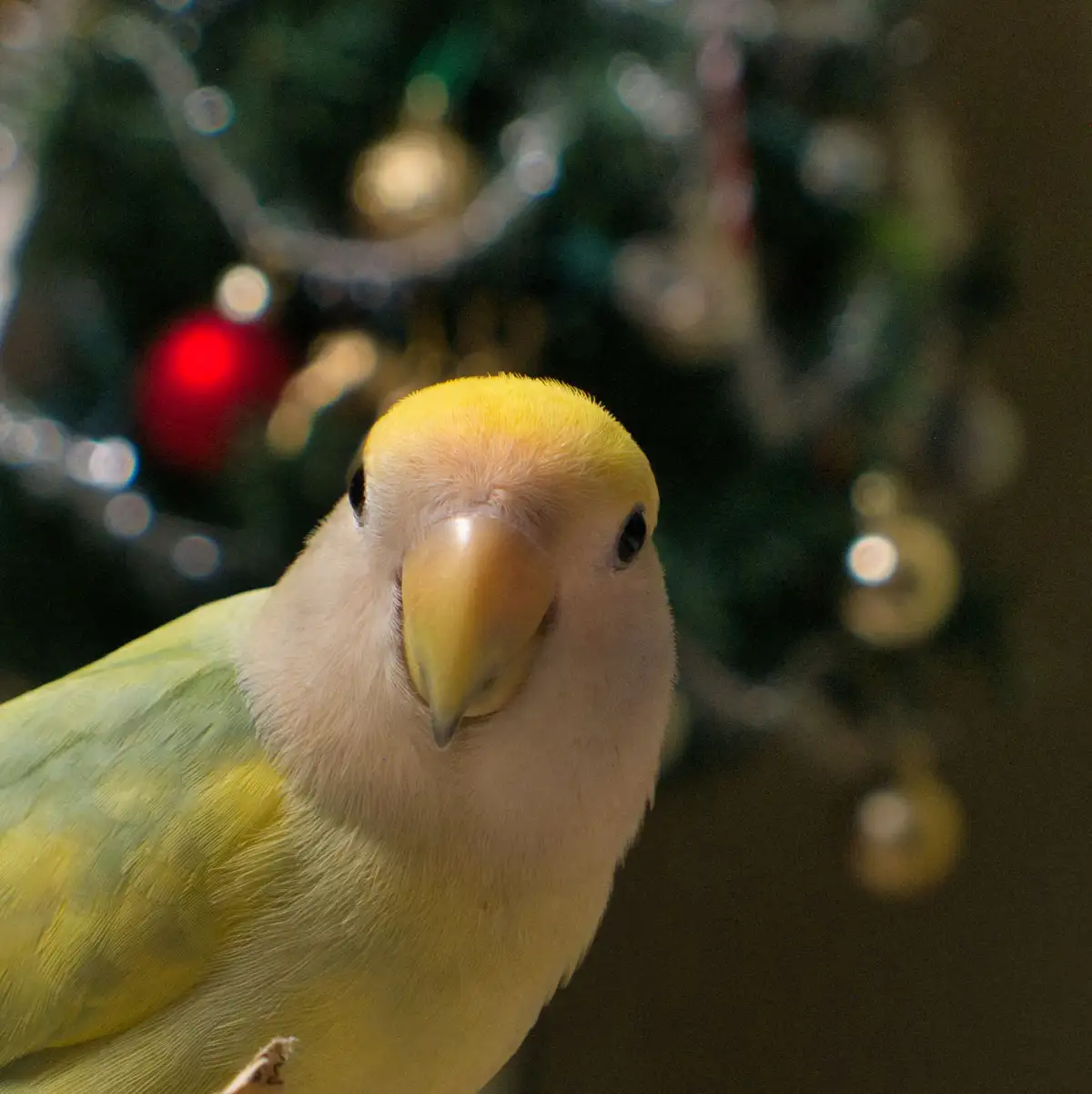 A close-up photo of a yellow-headed lovebird with a pale pinkish-white face and yellow beak, looking directly at the camera…