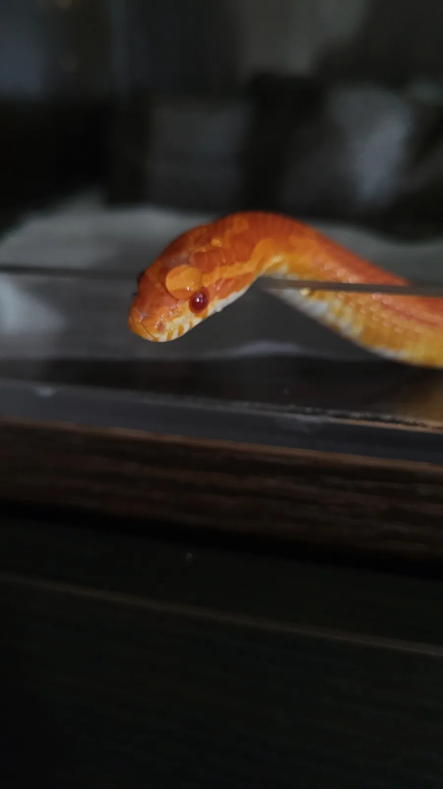 A close-up photo shows an orange and white snake with a red eye, its head resting on a dark, reflective surface. A thin…