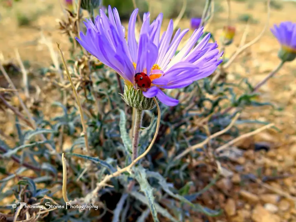 The Beauty of a Desert Flower in Bloom