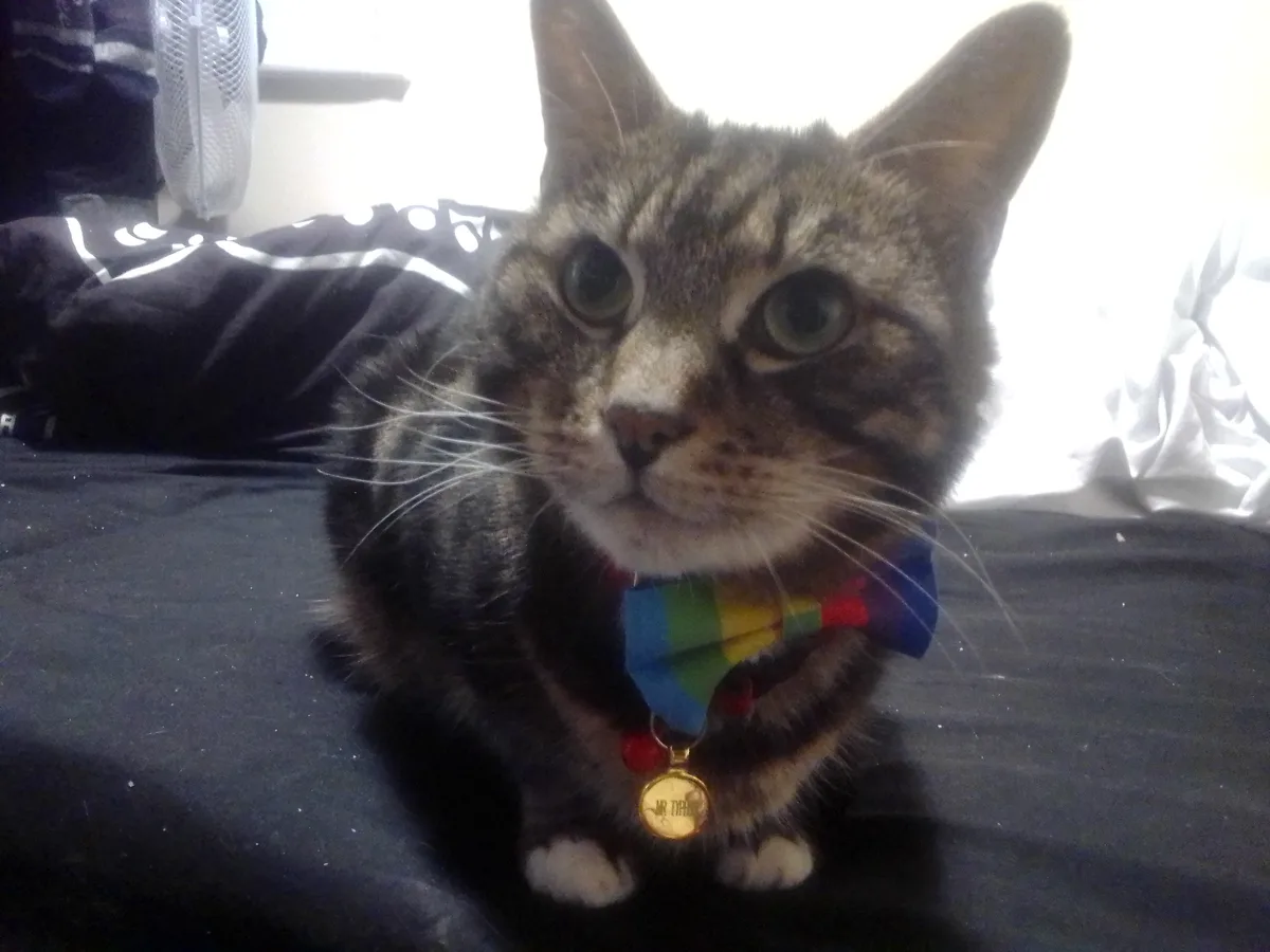 A tabby cat with green eyes and white paws sits on a dark surface, wearing a rainbow-colored bow tie and a gold medal with…