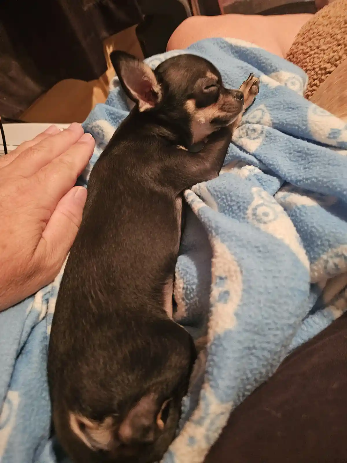 A small black and tan Chihuahua puppy is curled up and sleeping soundly on a blue and white patterned blanket, resting on a…
