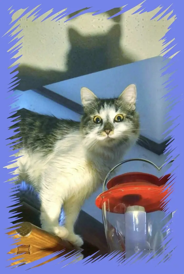 A gray and white cat with wide, startled eyes stares directly at the camera, standing beside a red and clear hummingbird…