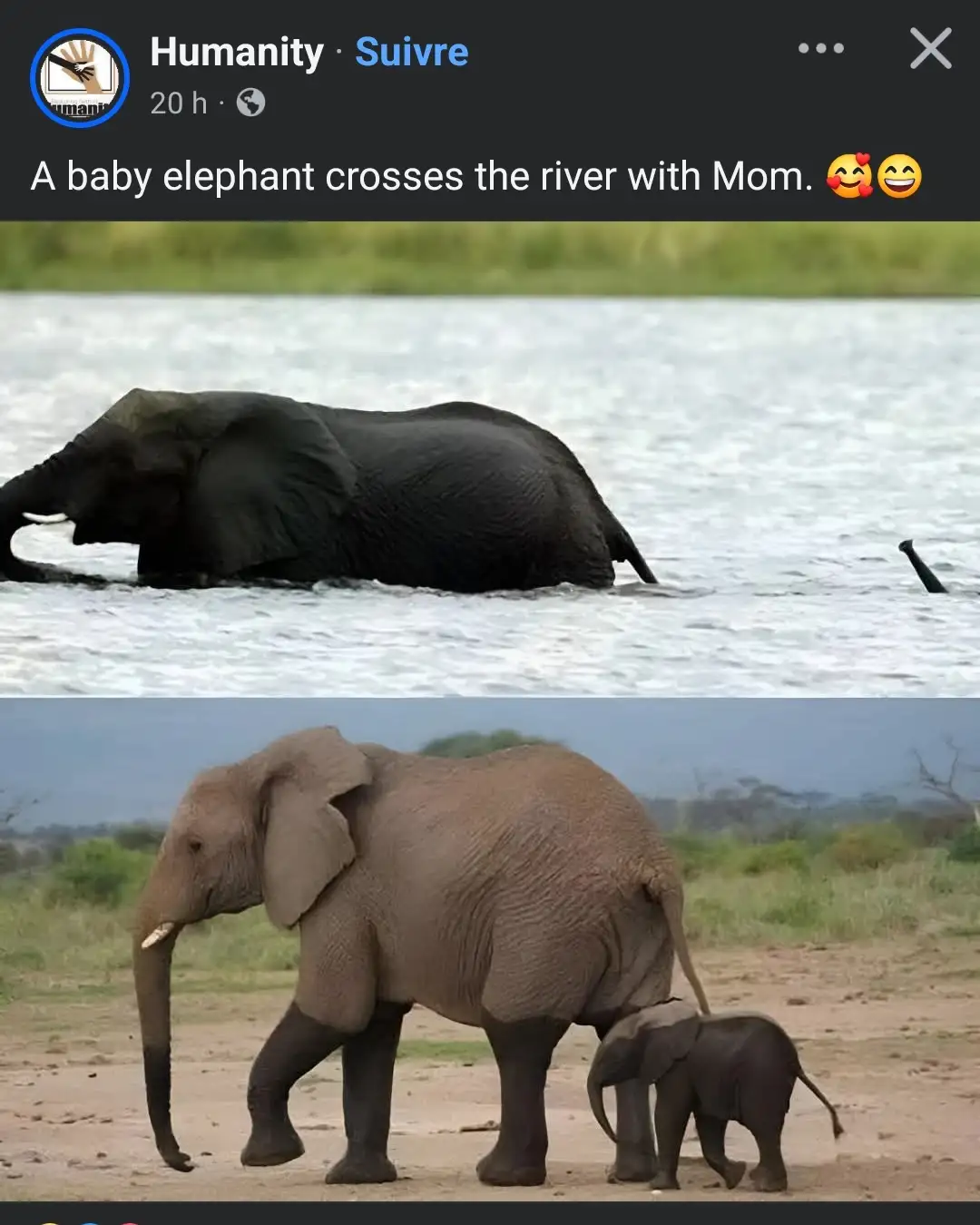 The image is a two-panel meme. The top panel shows a large adult elephant partially submerged in a river, with only its back…
