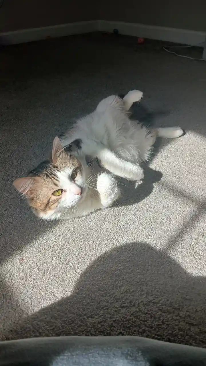 A calico cat with white, brown, and black fur lies on its back on a gray carpet, looking up at the camera with one paw…