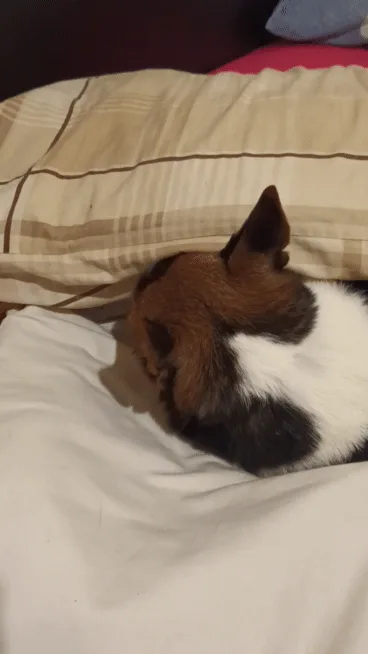 A six-panel image sequence shows a small brown and white dog sleeping on a bed with striped pillows. In the first three…