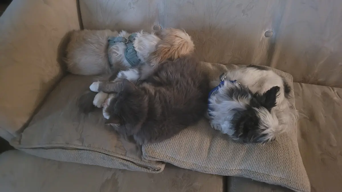 The Classic Rivalry: Dogs vs. Cats