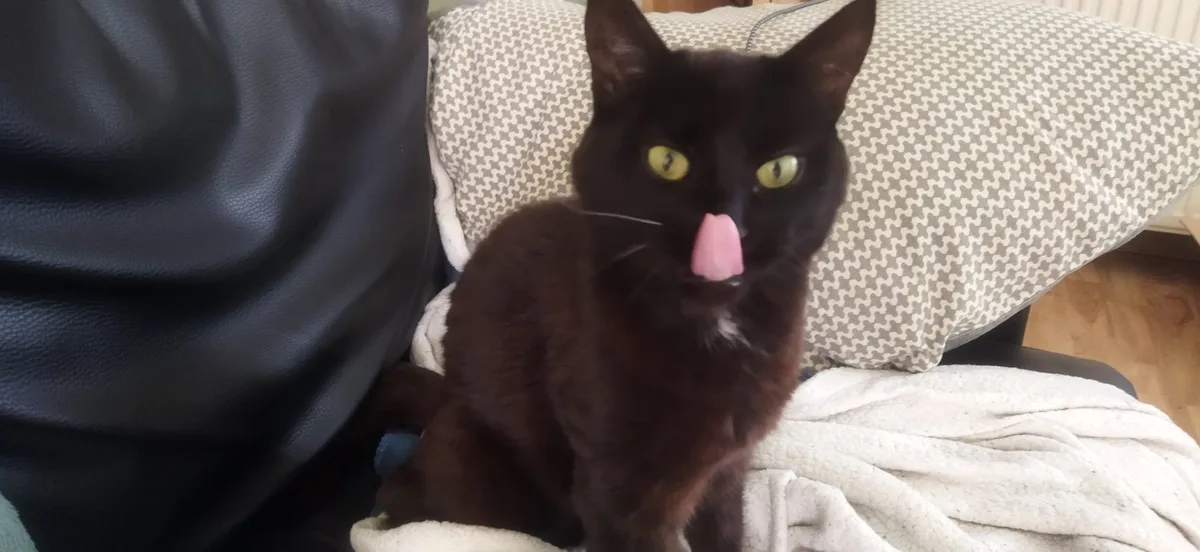 A black cat with bright yellow eyes sits on a couch, its pink tongue sticking out as if licking its nose, while overlaid…