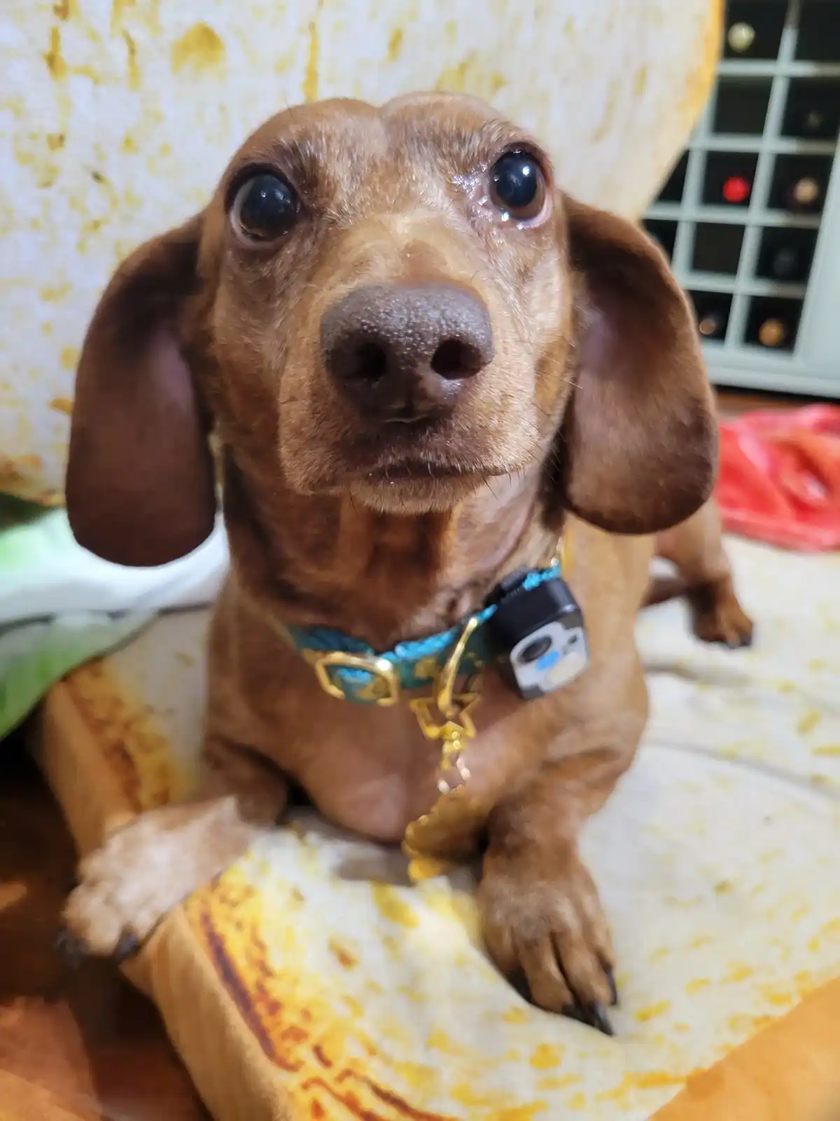 A close-up of a brown dachshund with large, glossy eyes and tear-like droplets on its face, sitting on a yellow and white…