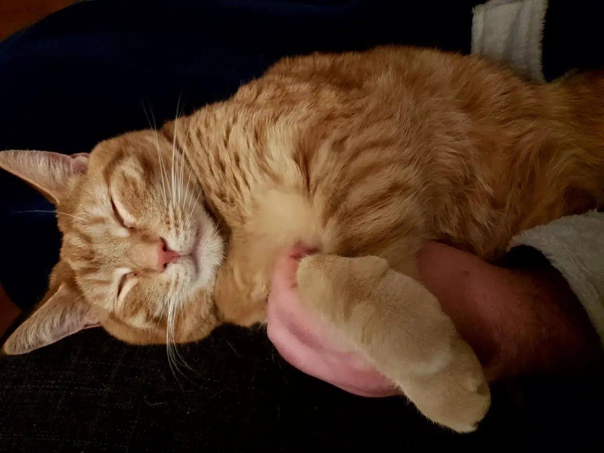 An orange tabby cat is lying on its back with eyes closed, appearing deeply asleep, while a human hand gently holds one of…