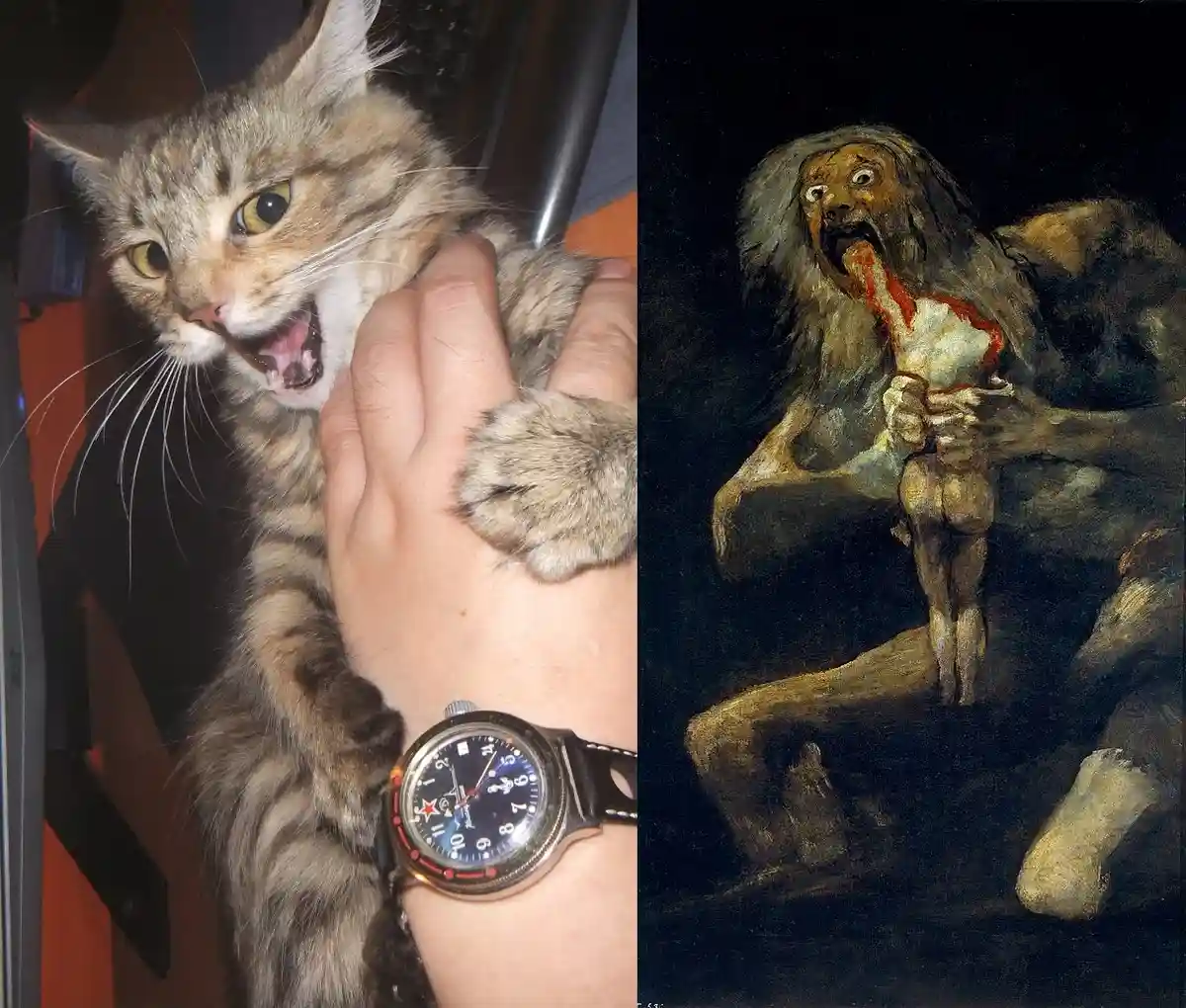 The image is split into two panels: on the left, a tabby cat with wide eyes and bared teeth screams while being held by a…