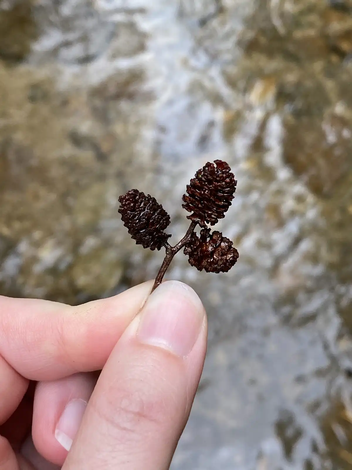 The Cutest Pinecones You Ever Did See