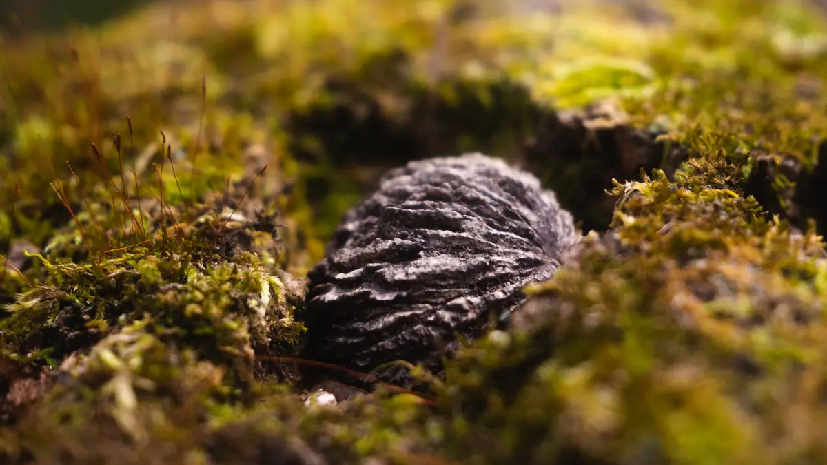 a close-up photograph shows a single, dark, wrinkled walnut nestled in a bed of green and yellow moss, with thin brown moss…