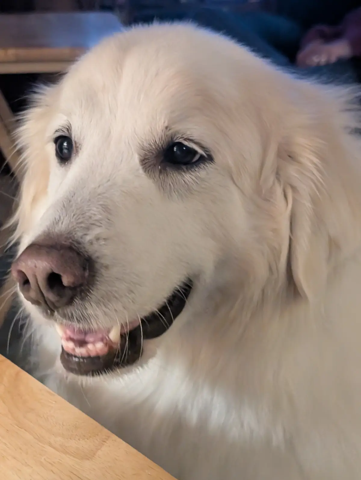 A close-up photo of a fluffy, light-colored dog with a slightly open mouth and a pleading or disappointed expression…