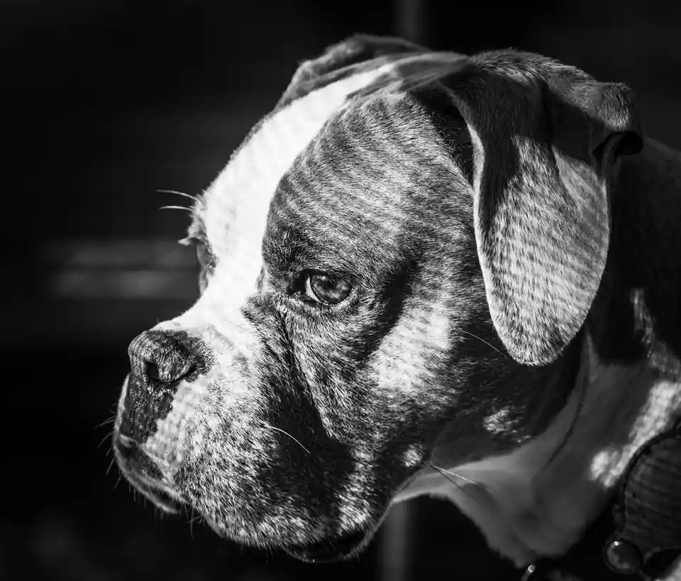 A black and white close-up of a boxer dog's face in profile, looking off to the side with a calm, slightly melancholic…