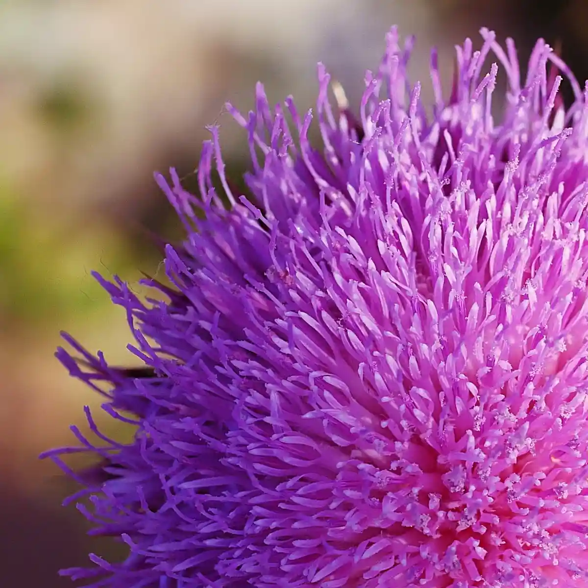 A close-up photograph of a purple thistle flower head with spiky, fuzzy petals transitioning from deep purple to pink at the…