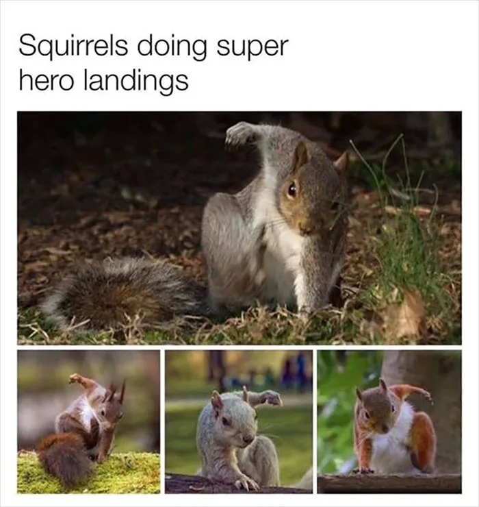 A collage of four images shows squirrels landing in a dramatic, superhero-style pose with one paw raised and body tensed, as…