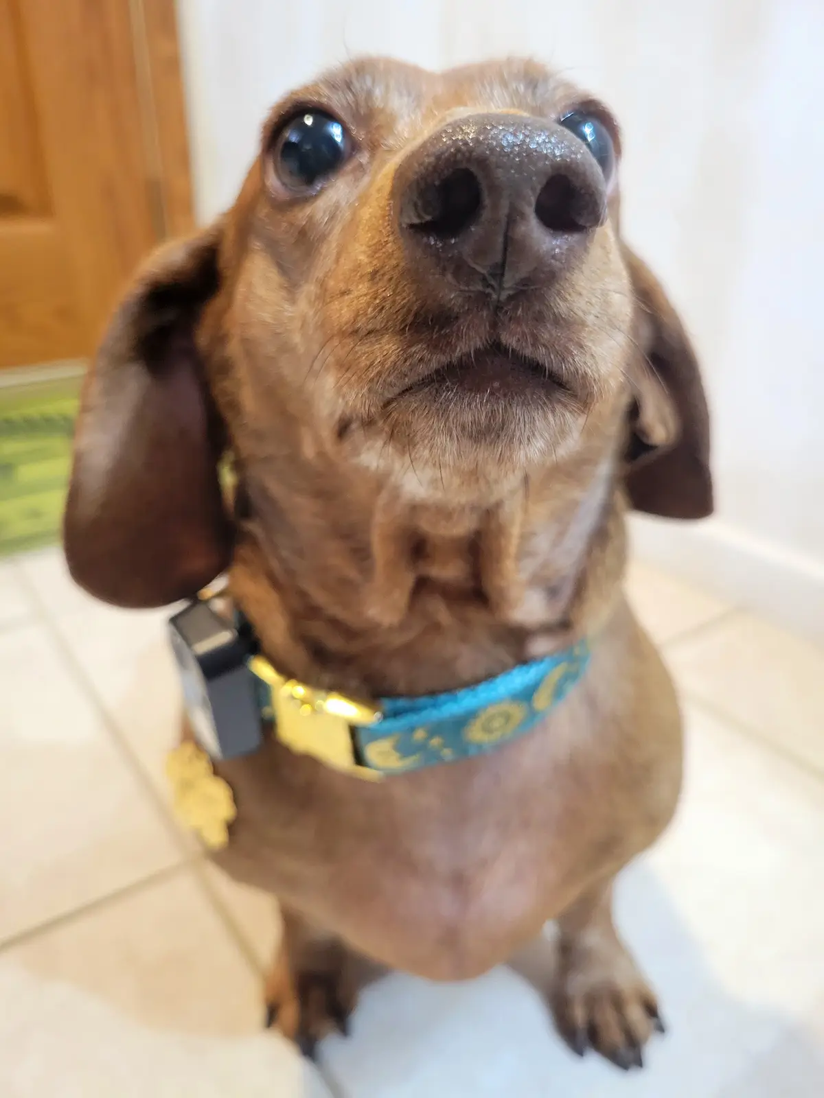 A close-up photo of a brown dachshund looking up with wide, pleading eyes, wearing a blue collar with a gold buckle and a…