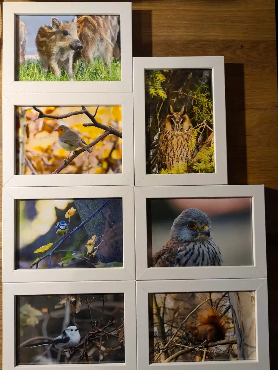 Six framed photographs of various animals — a young wild boar, a robin, a long-eared owl, a kestrel, a blue tit, a…
