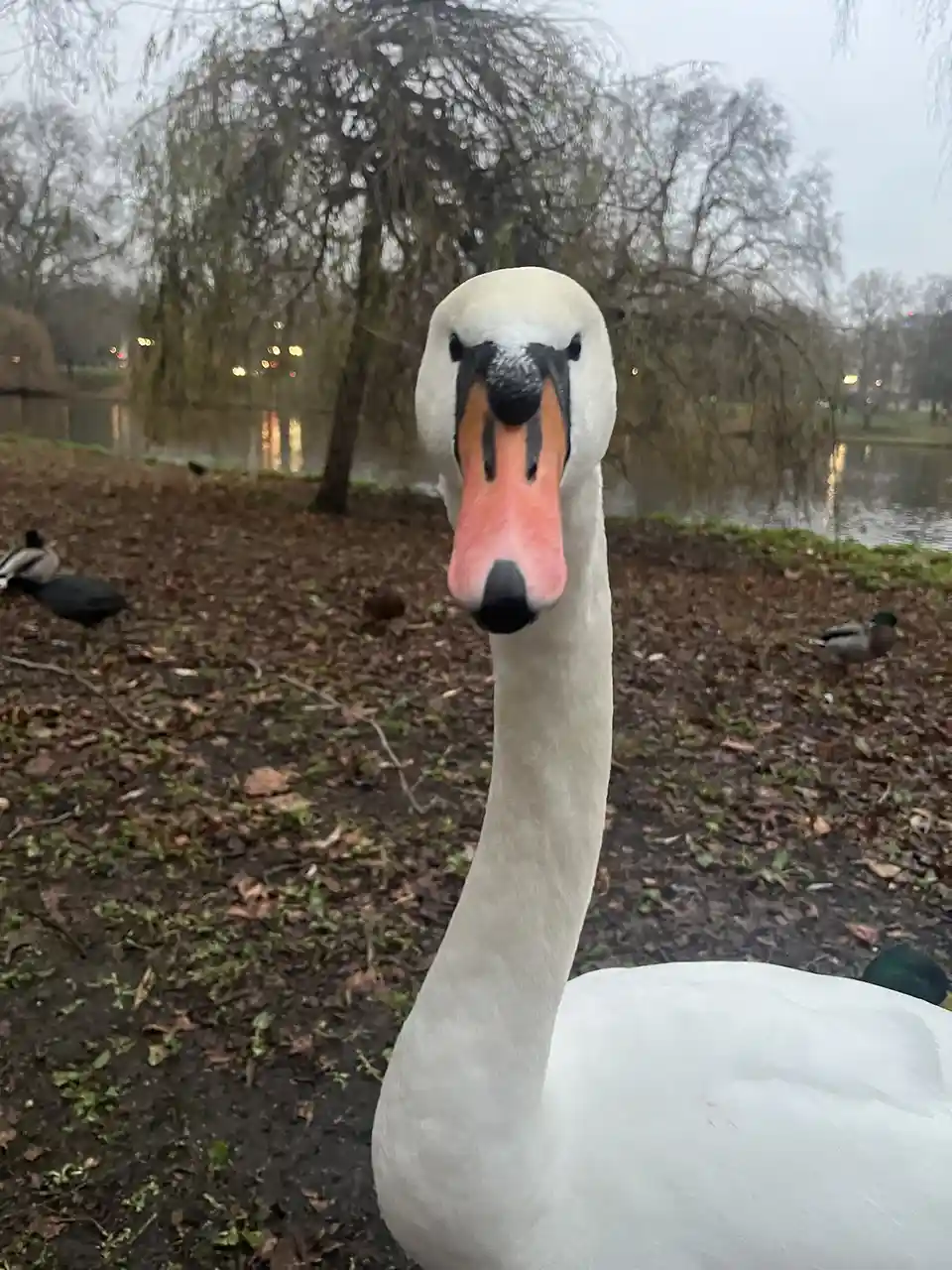 A close-up photo shows a white swan with a long neck and orange beak looking directly at the camera, set against a backdrop…