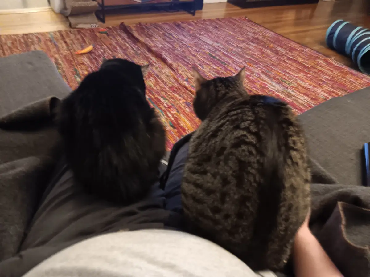 Two cats, one black and one tabby, sit side-by-side on a person's lap, both facing away from the camera toward a colorful…