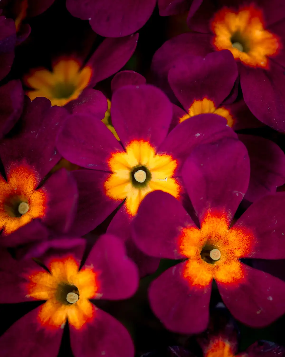A close-up photograph of vibrant purple flowers with bright orange-yellow centers, densely packed together against a dark…