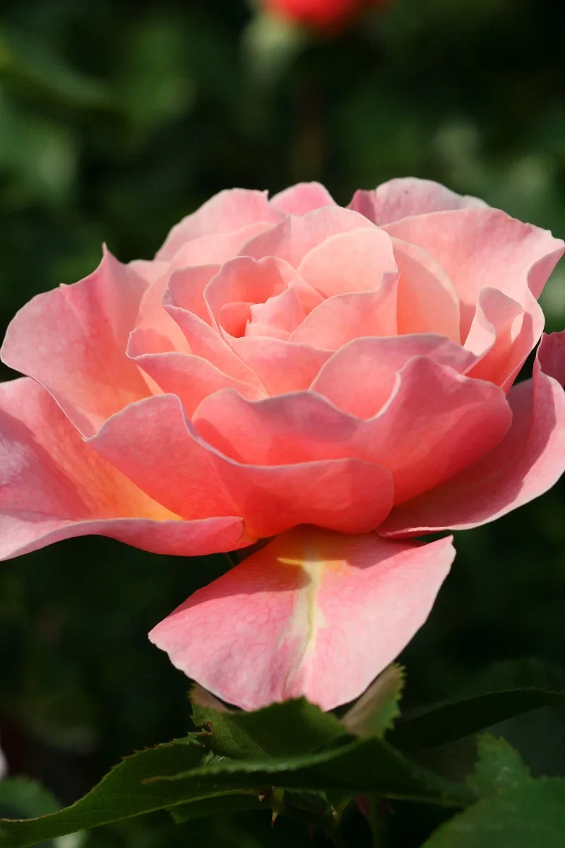 A Glimpse into May 2013 at Keisei Rose Garden
