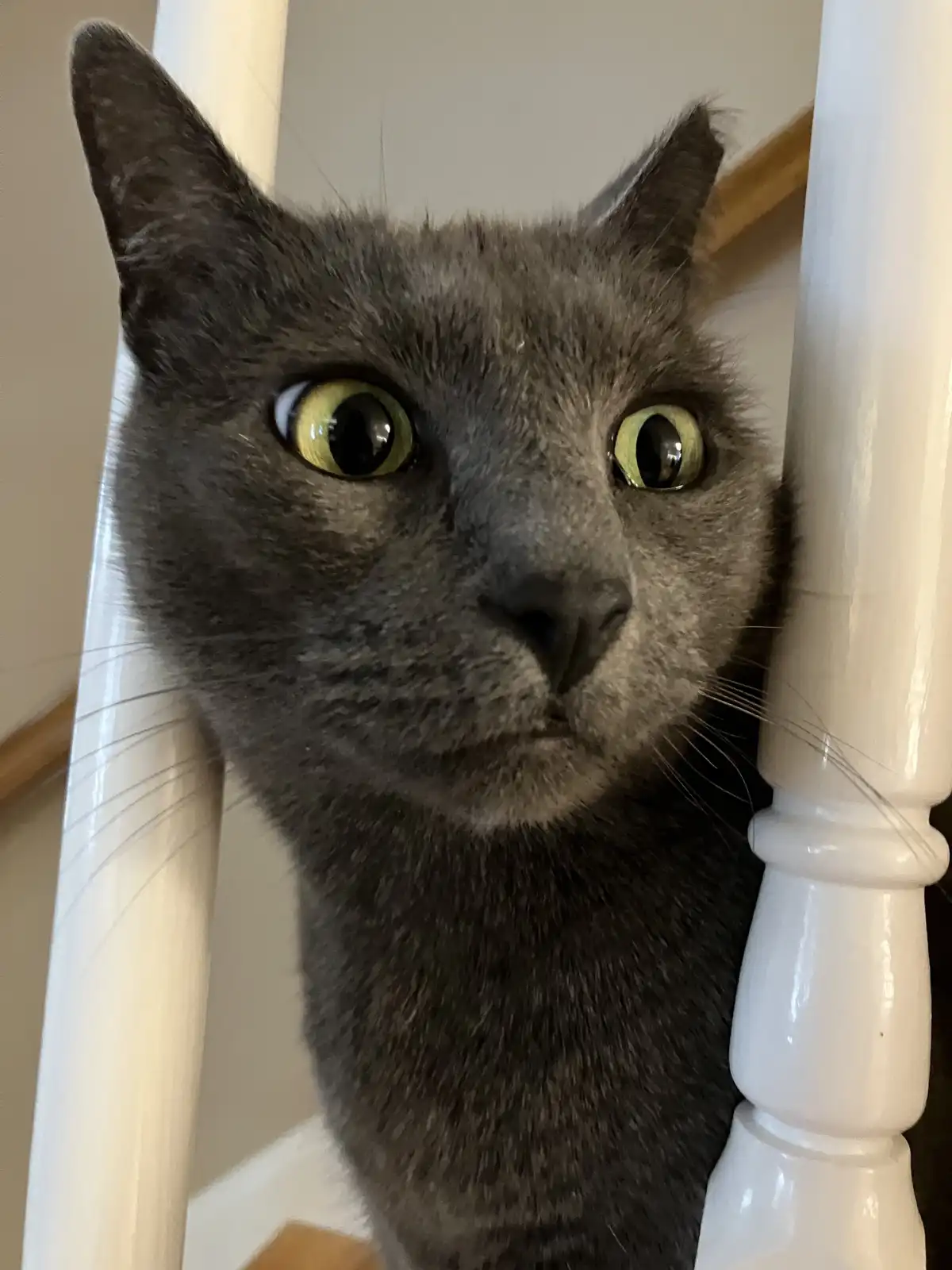 A close-up photo of a gray cat with wide, green eyes peering out from behind two white staircase balusters, looking directly…