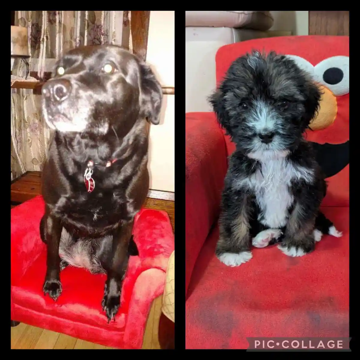 This side-by-side image shows a black adult dog sitting upright on a red chair in the left panel, and a small black and…