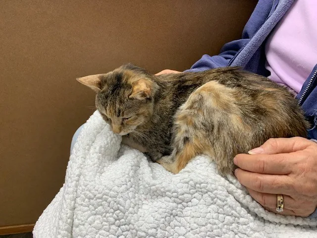 A calico cat is curled up and sleeping soundly on a white fluffy blanket draped over someone's lap. The person, wearing a…