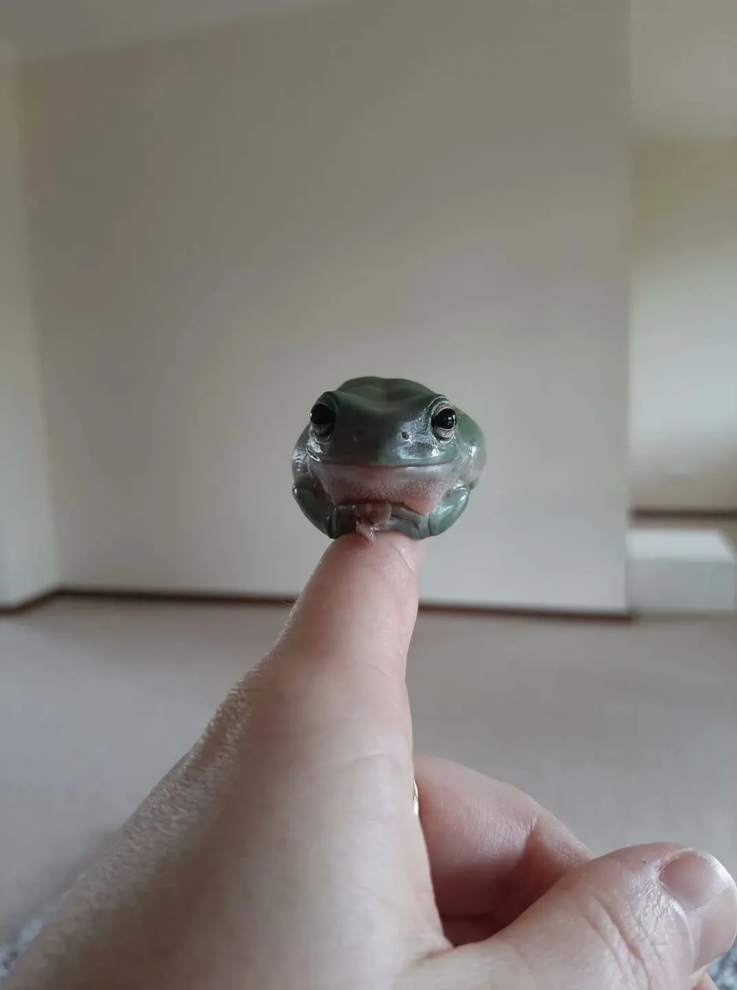 A small green tree frog is perched on the tip of a person's finger, looking directly at the camera with large, round eyes…