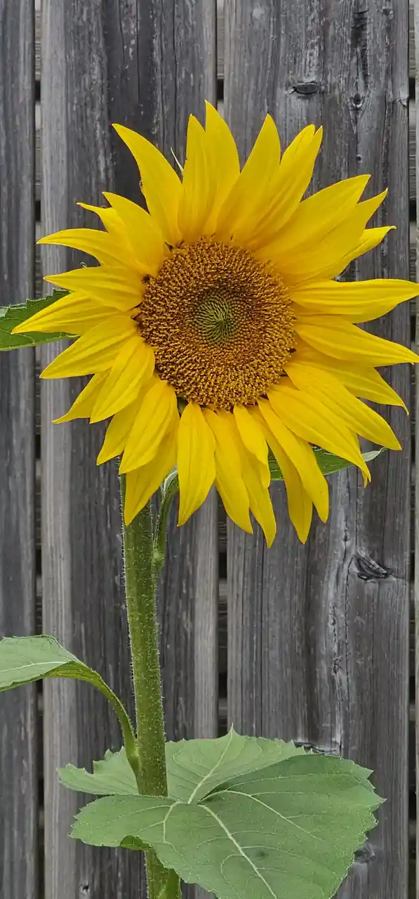 A vibrant yellow sunflower with a large, detailed brown center and green stem and leaves stands in front of a weathered gray…