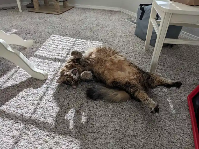 A fluffy brown and black tabby cat is lying on its back on a light-colored carpet, yawning widely with its mouth open…