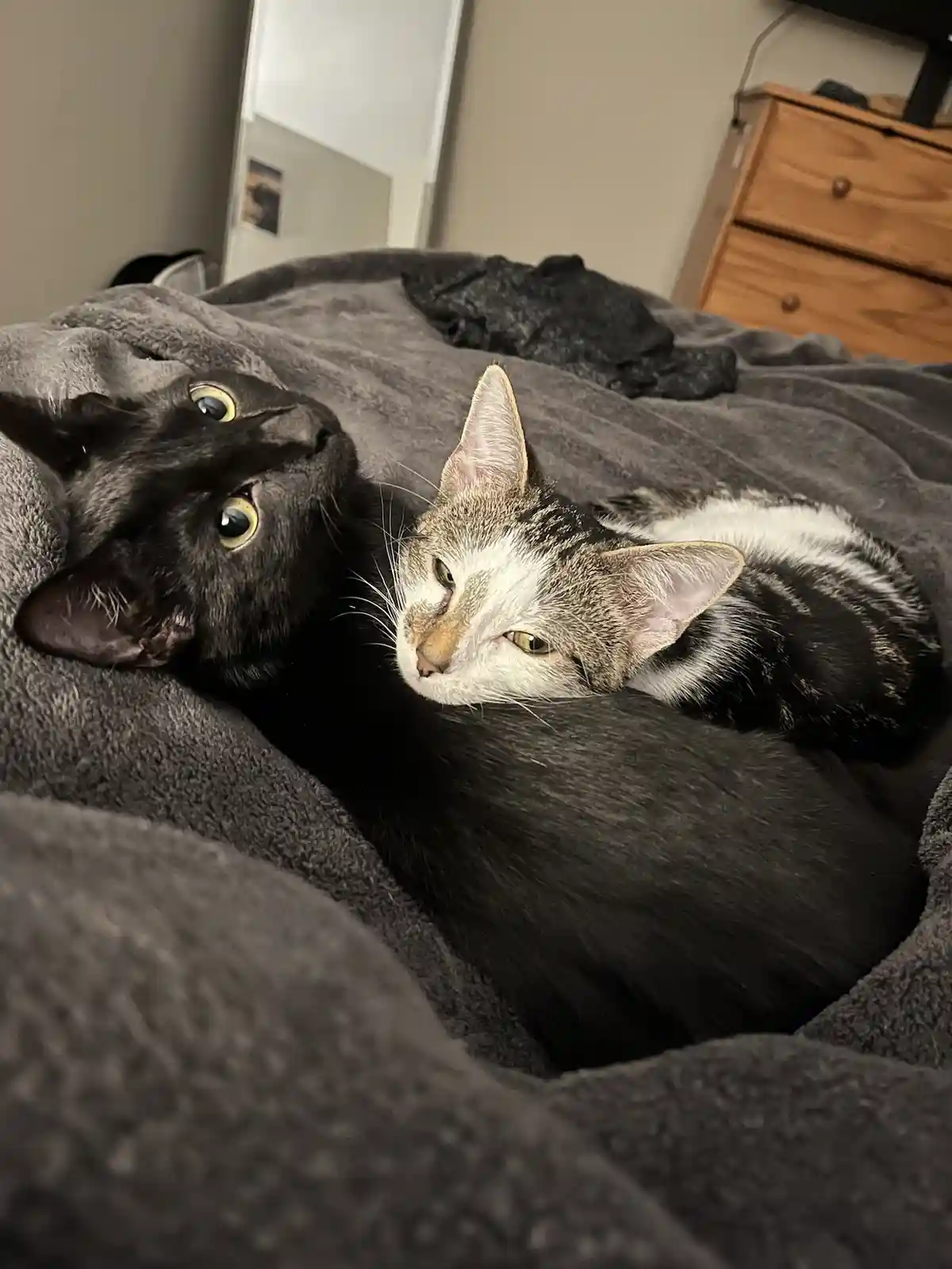 Two cats are lying on a grey blanket; one black cat looks alert with wide eyes, while the other tabby cat has a sleepy…