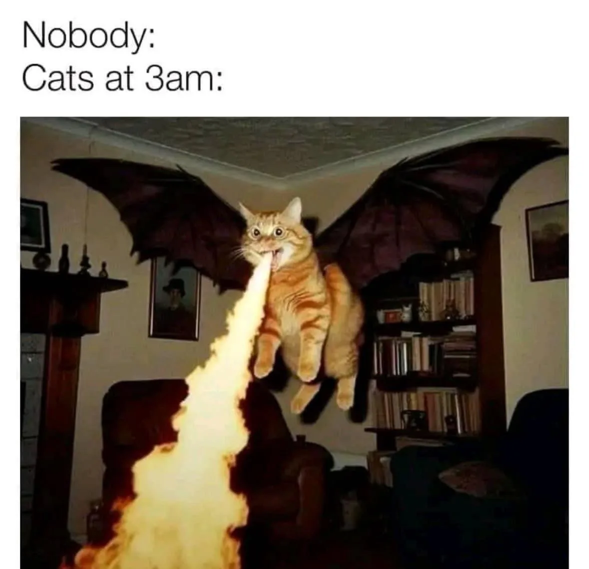 An orange tabby cat is digitally edited to have large black bat wings and is floating mid-air while breathing a stream of…