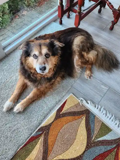 Peanut the Dog's Daily Adventures - Day 1586