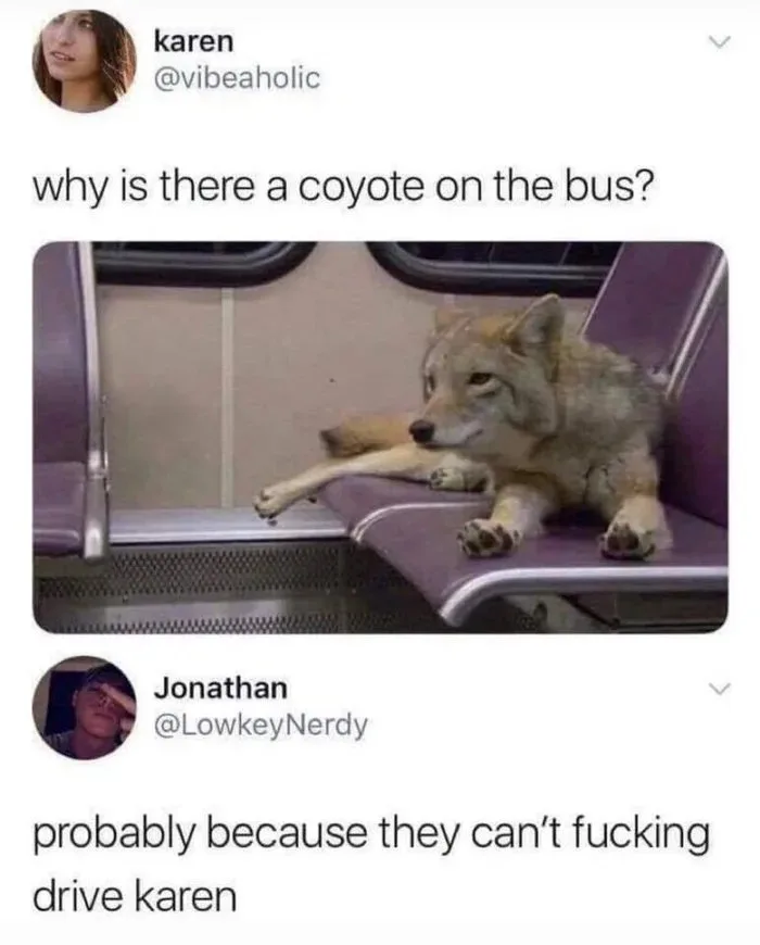 A coyote is lounging on a purple bus seat, looking relaxed and indifferent. Above the image, a user named 'karen' asks 'why…