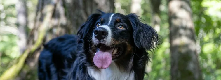 A black, white, and tan dog with floppy ears and a pink tongue sticking out is looking directly at the camera in a forest…
