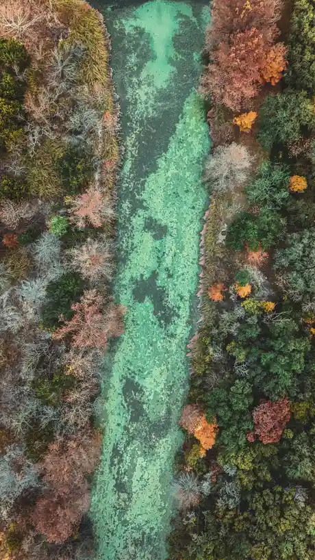 An aerial view shows a narrow, algae-covered river winding through a forest with trees displaying autumn colors of orange…