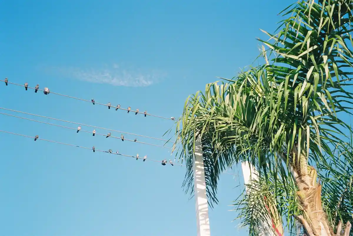 A row of pigeons sits calmly on power lines against a clear blue sky, with a palm tree visible on the right. The overlaid…