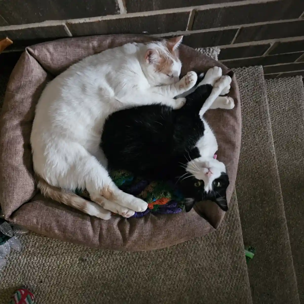 Brotherhood: The Bruvvers Unite